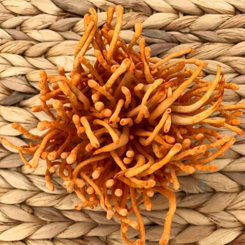 Đông Trùng Hạ Thảo Có Bao Nhiêu Loại? 