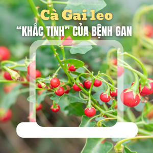 Vì Sao Cà Gai Leo Được Ví Là “Khắc Tinh” Của Bệnh Gan Trong Đông Y?