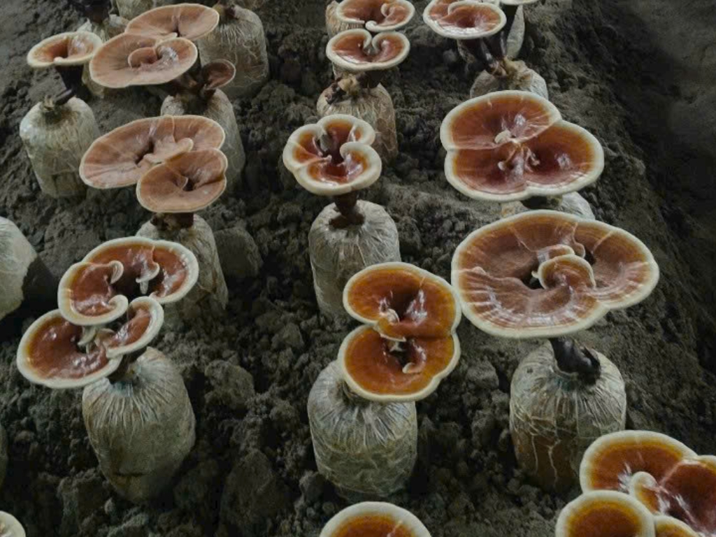 Usage & Storage Instructions