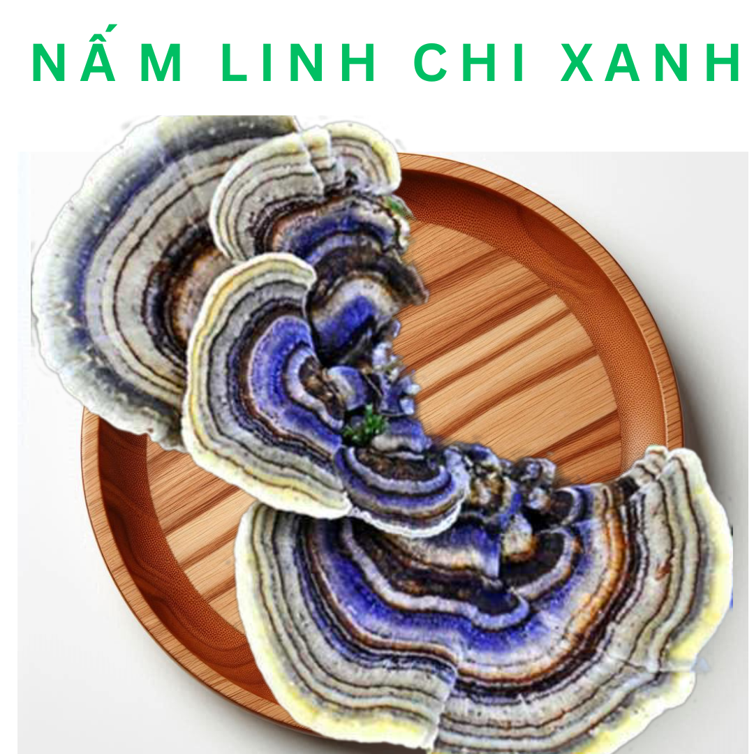 Nấm Linh Chi Xanh Là Gì? Nấm Linh Chi Xanh Có Tác Dụng Gì?