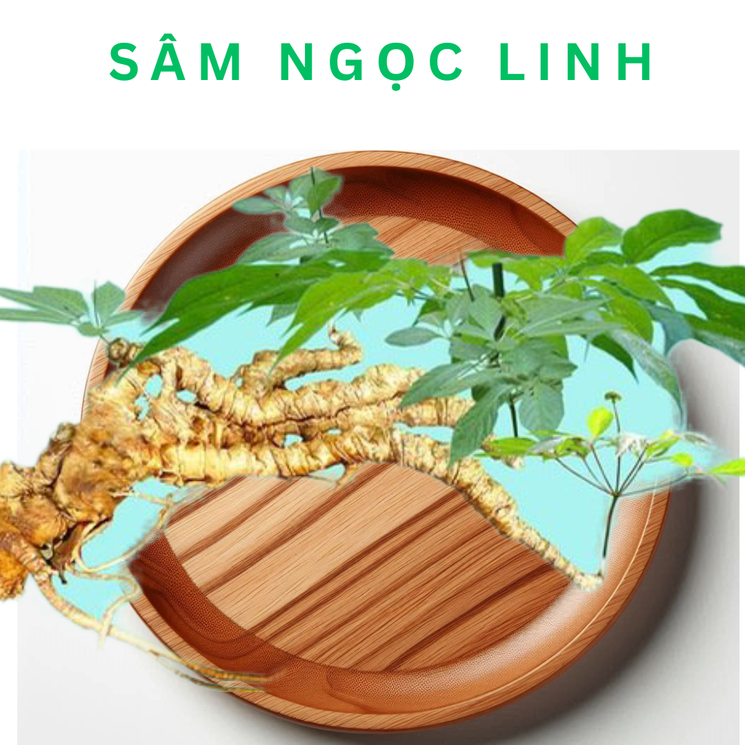 Lá Sâm Ngọc Linh là gì? Đặc điểm của lá Sâm Ngọc Linh