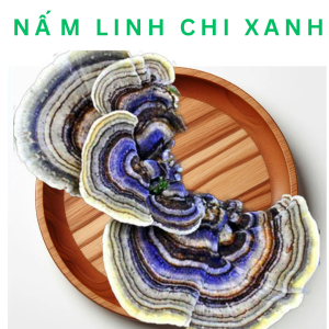 Khu vực phân bố nấm linh chi xanh