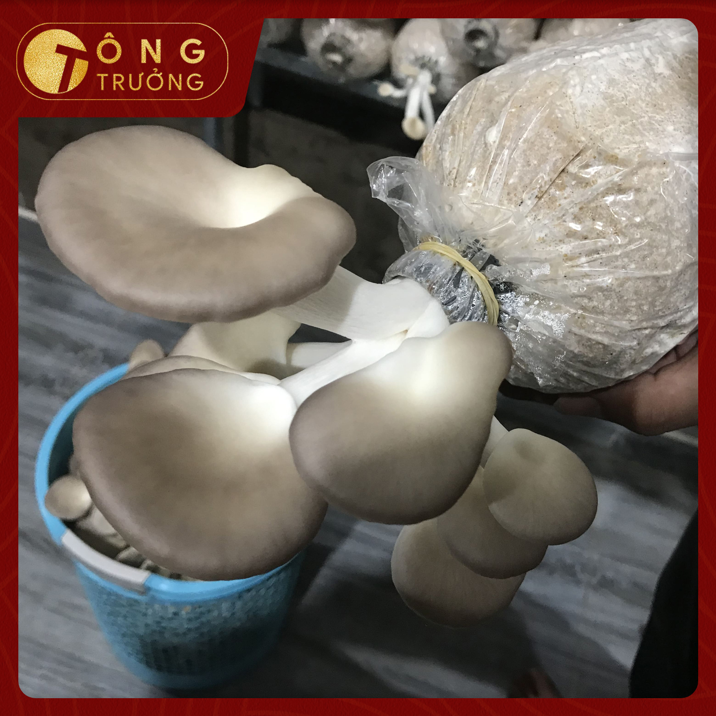 Nấm bào ngư